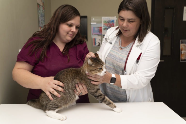 Services - Meadowbrook Veterinary Clinic of Peoria, P.C.